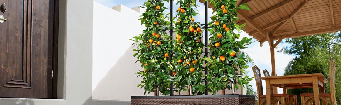 Ovoce si můžete vypěstovat i na balkoně