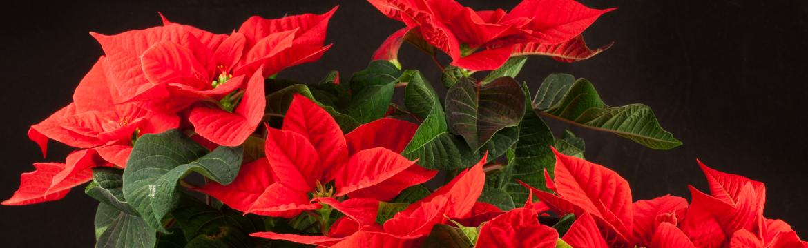 Vánoční hvězda – jak se profesionálně pěstuje, jak o ni pečovat a co vlastně symbolizuje?