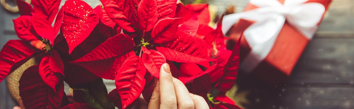 Vánoční hvězda – odkud k nám přišla, co symbolizuje a jak o ni pečovat?