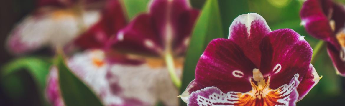 Nahlédněte do okouzlujícího světa elegantních orchidejí