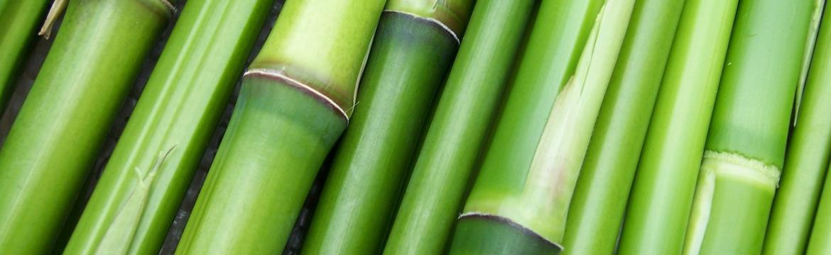Bambus má styl a sluší každému interiéru