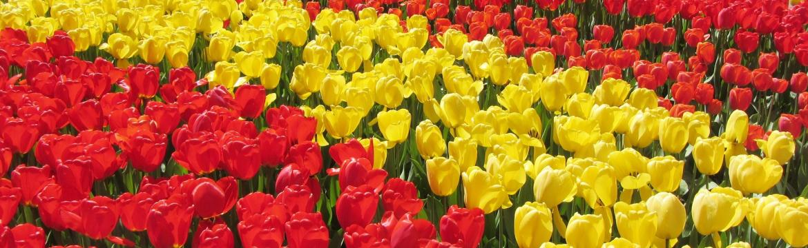 Milovníci tulipánů! Je čas vyrazit na návštěvu do Keukenhofu