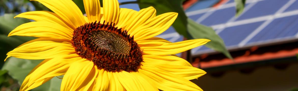 Vlastní slunce si nekoupíte, ale dá se vypěstovat v květináči nebo na zahradě