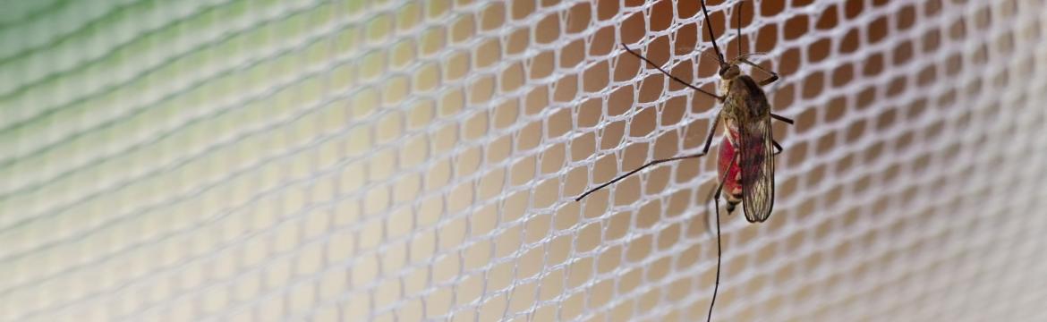 Léto a komáři – jak proti nim účinně bojovat?
