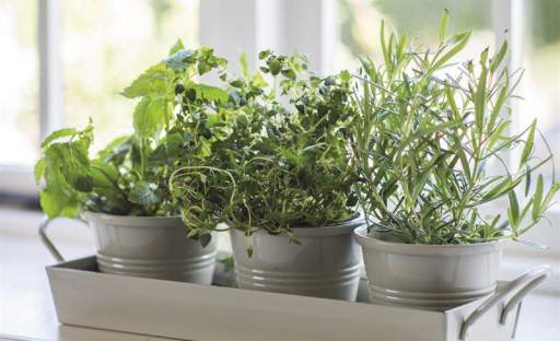 Vypěstovat bylinky můžete i na okenním parapetu