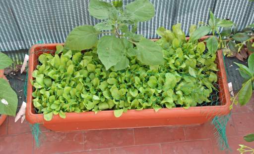 Nemáte zahradu? Nevadí, zeleninu můžete pěstovat i na balkoně nebo terase