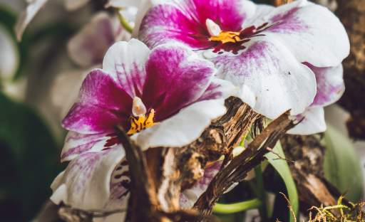 Nahlédněte do okouzlujícího světa elegantních orchidejí
