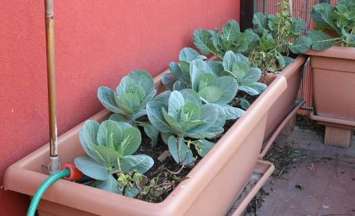 Nemáte zahradu? Nevadí, zeleninu můžete pěstovat i na balkoně nebo terase