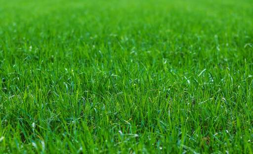 Sucho nás letos trápí už od jara. Co dělat, aby trávník zůstal zdravý?