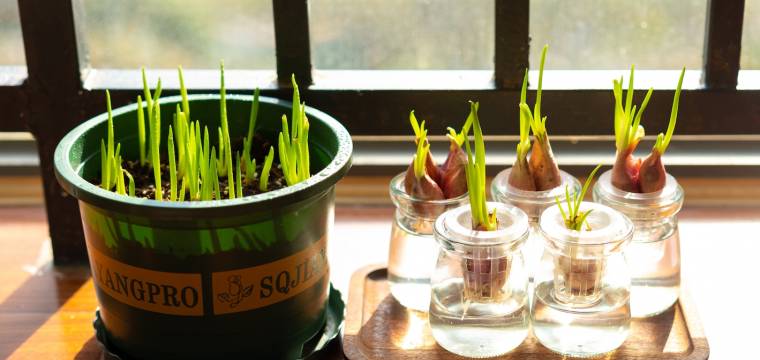 Hydroponické pěstování – v čem spočívá a může ho zvládnout i začátečník?