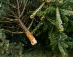 Co s odstrojeným stromečkem po Vánocích?