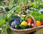 5 výhod zahradničení, pro něž se vyplatí popřemýšlet o pořízení zahrádky
