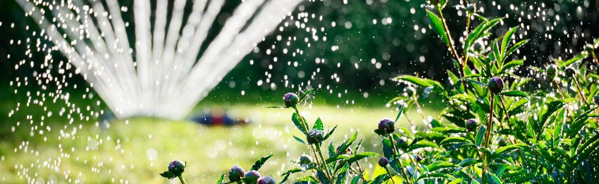 Letní zahrada – jak o ni pečovat, na co nezapomínat a jak je to se zavlažováním?