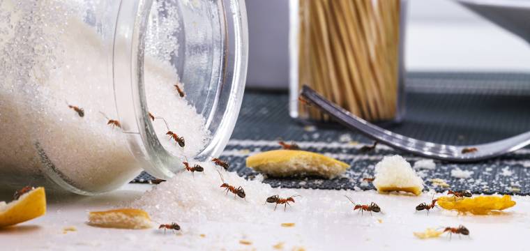 Jaro a mravenci – jak zamezit jejich prvním návštěvám v naší domácnosti?