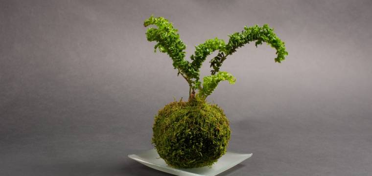Atraktivní kokedama představuje jeden z mnoha typů japonských bonsají