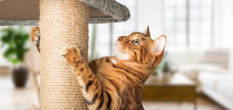 6 tipů, jak zařídit, aby se u vás doma kočka cítila dobře (a nic nezničila)